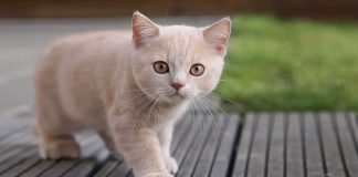 #MUNDO Policía y ciudadanos británicos buscan a un «asesino en serie» de gatos