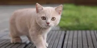 Cuestionan fuertemente a Khloé Kardashian,tras reconocer que le amputó las garras a sus gatos