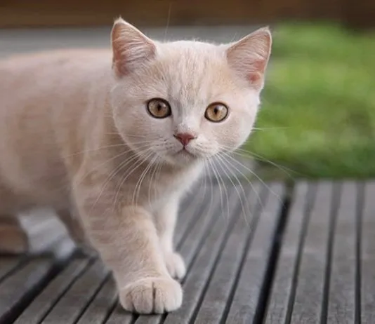 Por qué los gatos son menos propensos a la demencia que los perros, según los veterinarios