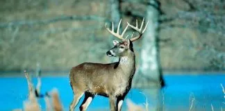 El huemul, el ciervo ícono chileno está en peligro de desaparecer