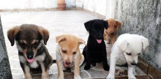 #TECNOLOGIA Laika está participando en concurso para representar a Chile en la Creative Business Cup