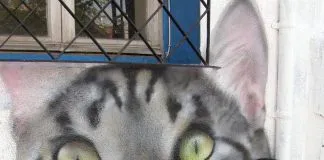 MonaQP: «Los animales son y serán siempre mi motivación e inspiración»