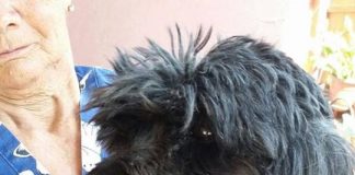 #SANTIAGO La historia de Monse, una perrita rescatada del abandono que hoy busca un hogar responsable