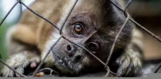 La historia de Nicolás, un mono recuperado del alcohol y símbolo del tráfico animal en Chile