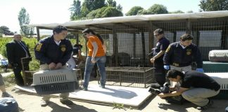 #SANTIAGO Acusado de maltrato animal por criadero en Curacaví llega a acuerdo reparatorio con Ministerio Público