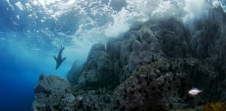 #VALPARAISO Pew y Bertarelli destacan el anuncio de creación del Parque Marino de Isla de Pascua por parte de Chile