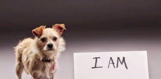 #SANTIAGO Harán jornada de adopción este sábado en la Plaza de Maipú