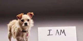 #SANTIAGO Harán jornada de adopción este sábado en la Plaza de Maipú