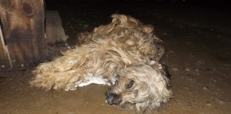 #LOSLAGOS Denuncian envenenamiento masivo de perros en Osorno