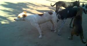 Chileno inventa vacuna anticonceptiva canina única en el mundo