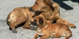 #AUSTRIA Estrenan mercados sociales centrados en el alimento de los animales