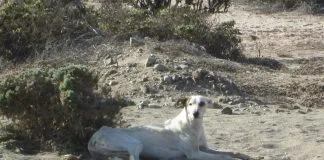 #MAULE Brutal maltrato animal afecta a perro en la comuna de Romeral