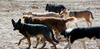#VALPARAÍSO Hoy la Comisión de Agricultura de la Cámara Baja votará proyecto referido a la caza de perros asilvestrados