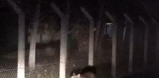 #VALPARAISO Rescataron a un puma en la localidad de San Felipe