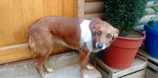 #VALPARAISO Refugio de perros discapacitados pide ayuda urgente para encontrar un terreno definitivo