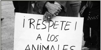 #PUNTOLEGAL Canadá protege a los animales del bestialismo y las peleas organizadas