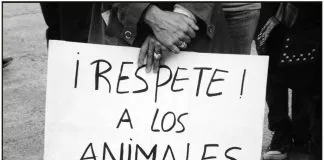 #PUNTOLEGAL Canadá protege a los animales del bestialismo y las peleas organizadas
