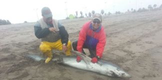 #ARICA Tiburón de dos metros arriba a la Playa Chinchorro de la región