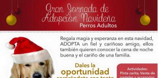 #SANTIAGO Navidad en Maipú: Gran Jornada de Adopción de Perros Adultos