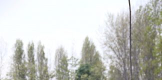 #SANTIAGO Curso Educación y Psicología Canina: Conozca mejor a su perro y sea Uno Más de la Manada