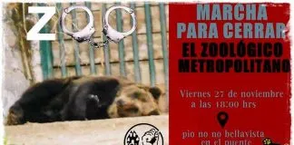 #SANTIAGO Colectivo Animalista Alza tu Voz convoca a nueva protesta exigiendo el cierre del Zoo Metropolitano