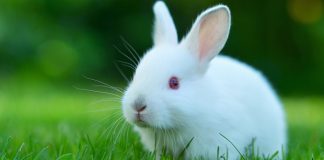 #SALUD Los cuidados claves que requieren los conejos