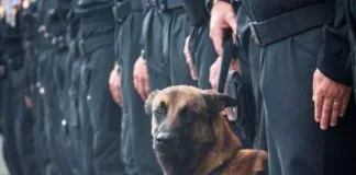 #FRANCIA Pesar en el mundo entero por Diesel, la perrita policial que murió en un operativo antiterrorista