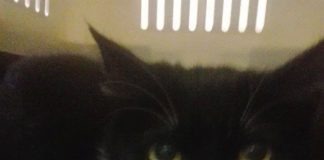 #COMPORTAMIENTOANIMAL ¿Por qué Agosto es el denominado mes de los gatos?