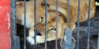 #ESPAÑA Huelva se declara una ciudad libre de atracciones con animales