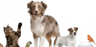 #OPINION Esperando la nueva Ley de Tenencia Mascotas y los desafíos que se vienen