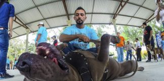 #HONDURAS Aprueban ley que prohíbe animales en los circos y las peleas de perros