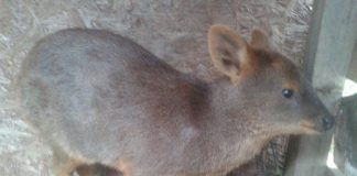 #BIOBIO Familia rescata a pudú de una jauría de perros