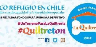 #VALPARAISO La Quiltretón, la Teletón a favor de los animales discapacitados