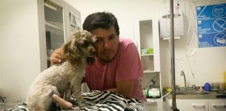 #ARICA La perrita atropellada que fue ayudada por un carabinero tiene insuficiencia renal a raíz del golpe