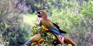 #MAULE Lanzan campaña para evitar el tráfico de animales silvestres