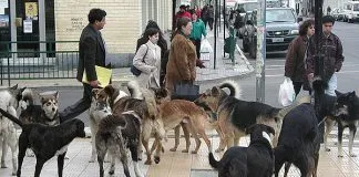 #VALPARAISO Rescatistas denuncian la no existencia de una política a favor de los animales abandonados en la capital regional