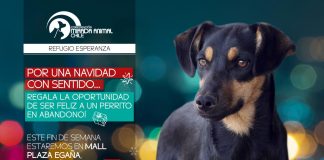 #SANTIAGO Dale sentido a la Navidad: Imperdibles Jornadas de Adopción Canina