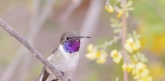 #ARICA Preocupación por Picaflor de la zona que se encuentra en peligro de extinción