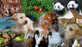 #OPINION El Derecho Animal en 2015