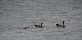 #MAGALLANES Tribunal establece medida de protección para anidación de ave en peligro