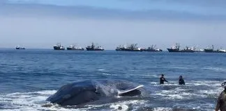 #TARAPACA Ballena azul varó en la costa de Iquique