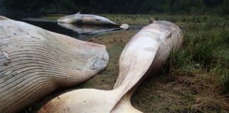 #AYSEN Científicos encuentran más de 330 ballenas muertas en la Patagonia