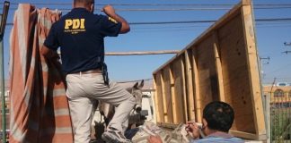 #ARICA Agricultor fue detenido por maltrato animal flagrante en la capital regional