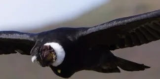 Cóndores chilenos llegaron a Colombia con la esperanza de recuperar su especie