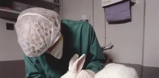 #ESPAÑA Usaron 62000 veces a animales en experimentos con dolor severo