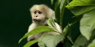 #MUNDO Costa Rica tiene el doble de bosques que hace 30 años, ¿cómo lo hicieron?