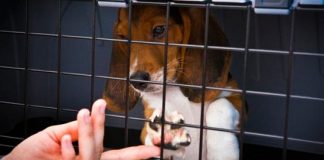 #VALPARAISO Harán banderazo en contra del testeo de animales para fines cosméticos en las afueras del Congreso