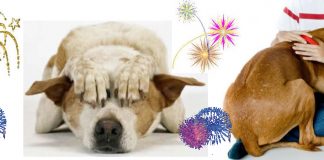 #COMPORTAMIENTO La pirotecnia y nuestras mascotas