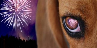 #AÑONUEVO Las claves para que tu perro pueda afrontar los Fuegos Artificiales sin dificultades