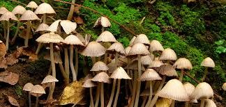 Tres especies de hongos chilenos están en peligro de extinción
